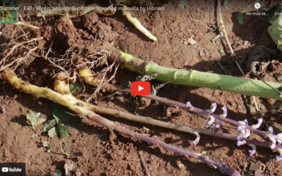 Video promocional 2021